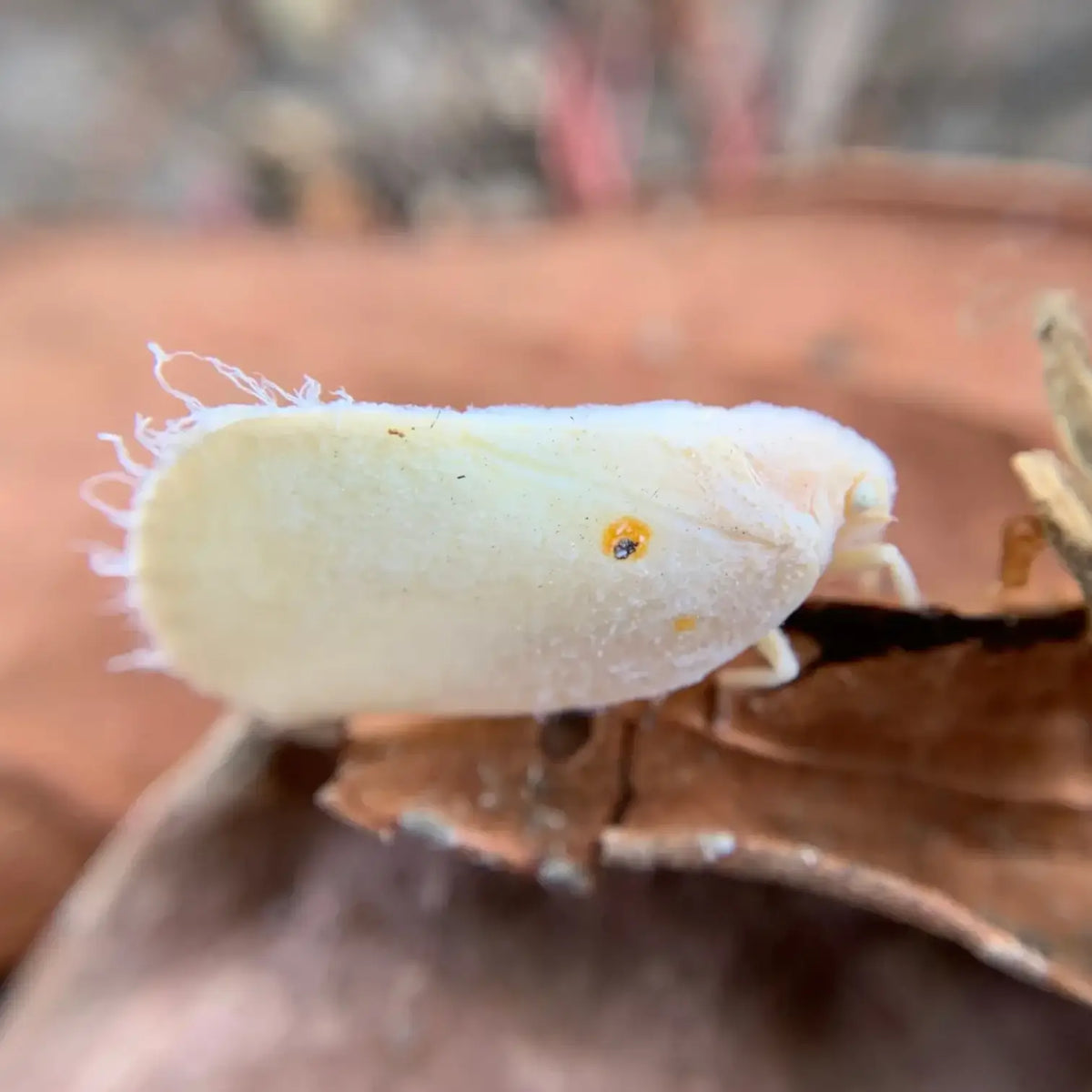 Amblyseius swirskii – Biologische Bekämpfung gegen Thripse & Weiße Fliegen vor weißem Hintergrund, Produktfoto 6.