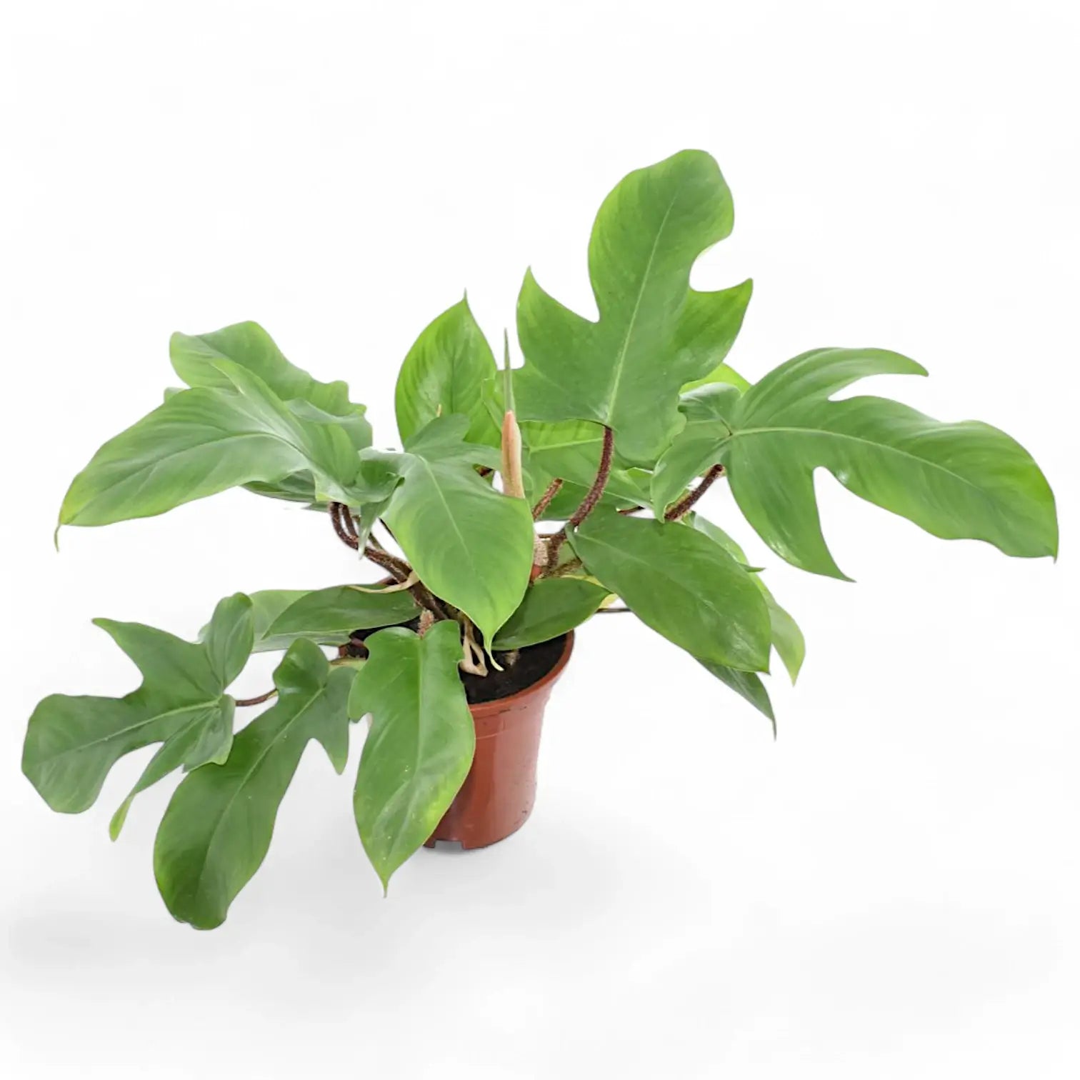 Philodendron squamiferum – Topfpflanze im Kulturtopf vor weißem Hintergrund, Produktfoto 7.