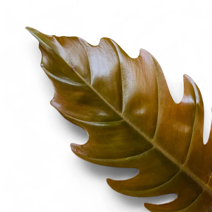 Nahaufnahme von Philodendron 'Caramel Pluto' ('Chocolate Empress', 'Pluto') vor weiĂem Hintergrund.