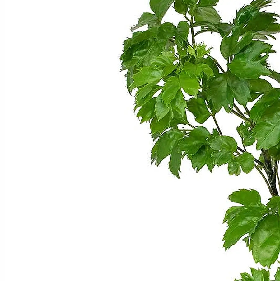 Nahaufnahme eines Blatts von Polyscias guilfoylei 'Roble' vor weißem Hintergrund.