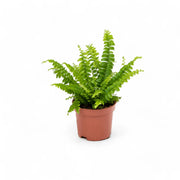 Nephrolepis exaltata 'Green Lady' potted houseplant in nursery pot on white background, product photo 4.