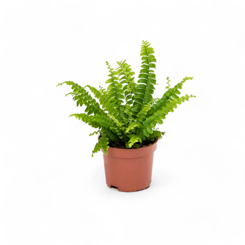 Nephrolepis exaltata 'Green Lady' potted houseplant in nursery pot on white background, product photo 4.