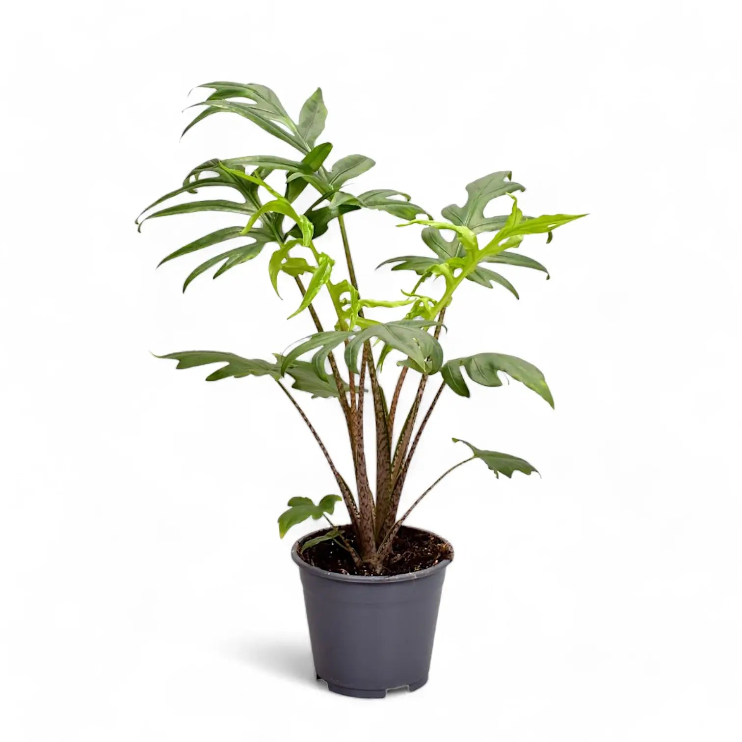 Alocasia brancifolia 'Pink Passion' potted houseplant in nursery pot on white background, product photo 10.