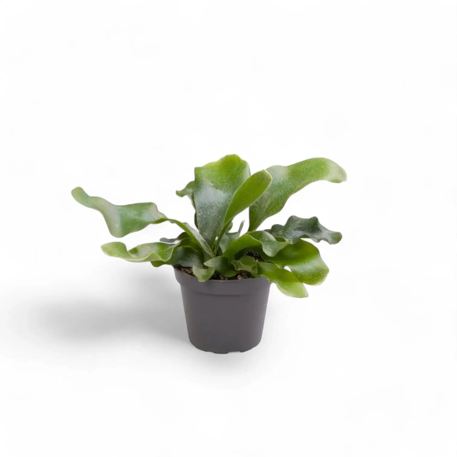 Platycerium bifurcatum 'Netherlands' potted houseplant in nursery pot on white background, product photo 3.