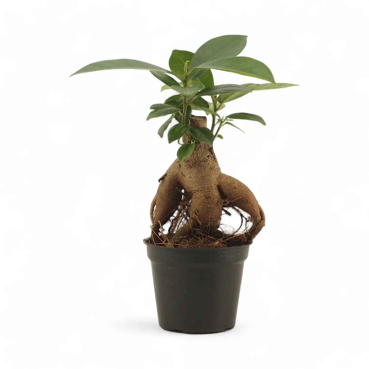 Ficus microcarpa 'Ginseng' potted houseplant in nursery pot on white background, product photo 9.