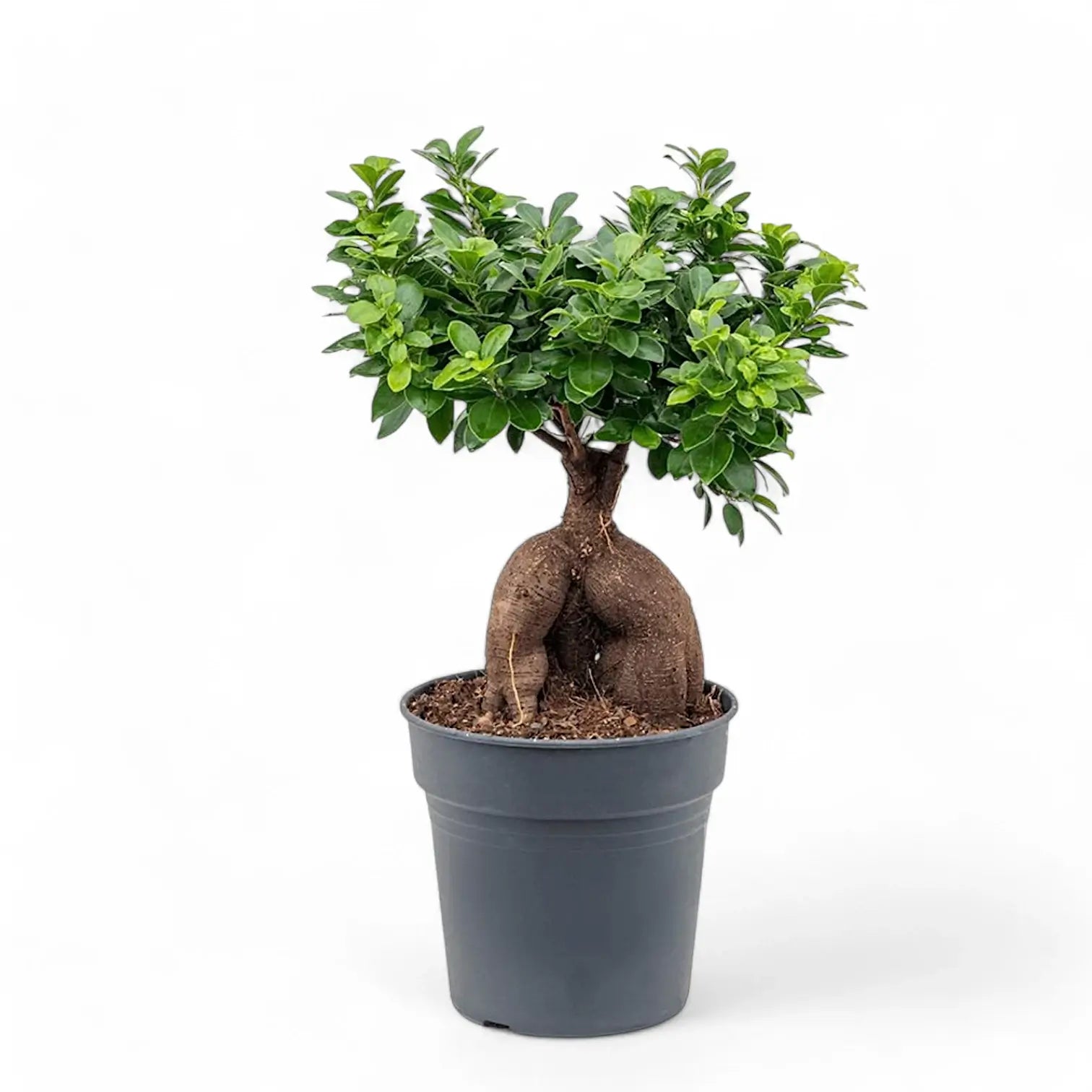 Ficus microcarpa 'Ginseng' potted houseplant in nursery pot on white background, product photo 12.
