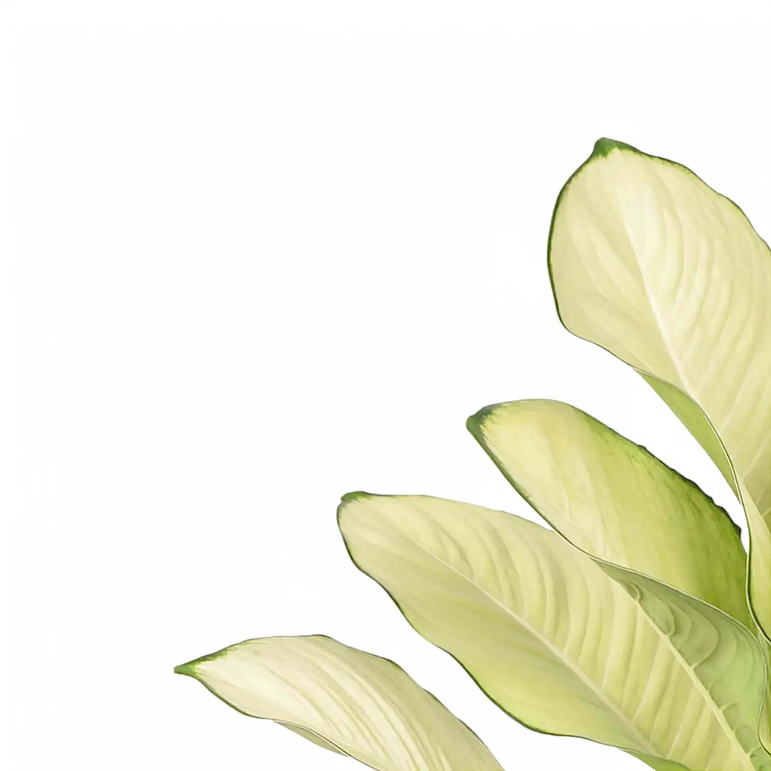 Dieffenbachia seguine 'Tropic Marianne' – Topfpflanze im Kulturtopf vor weißem Hintergrund, Produktfoto 4.