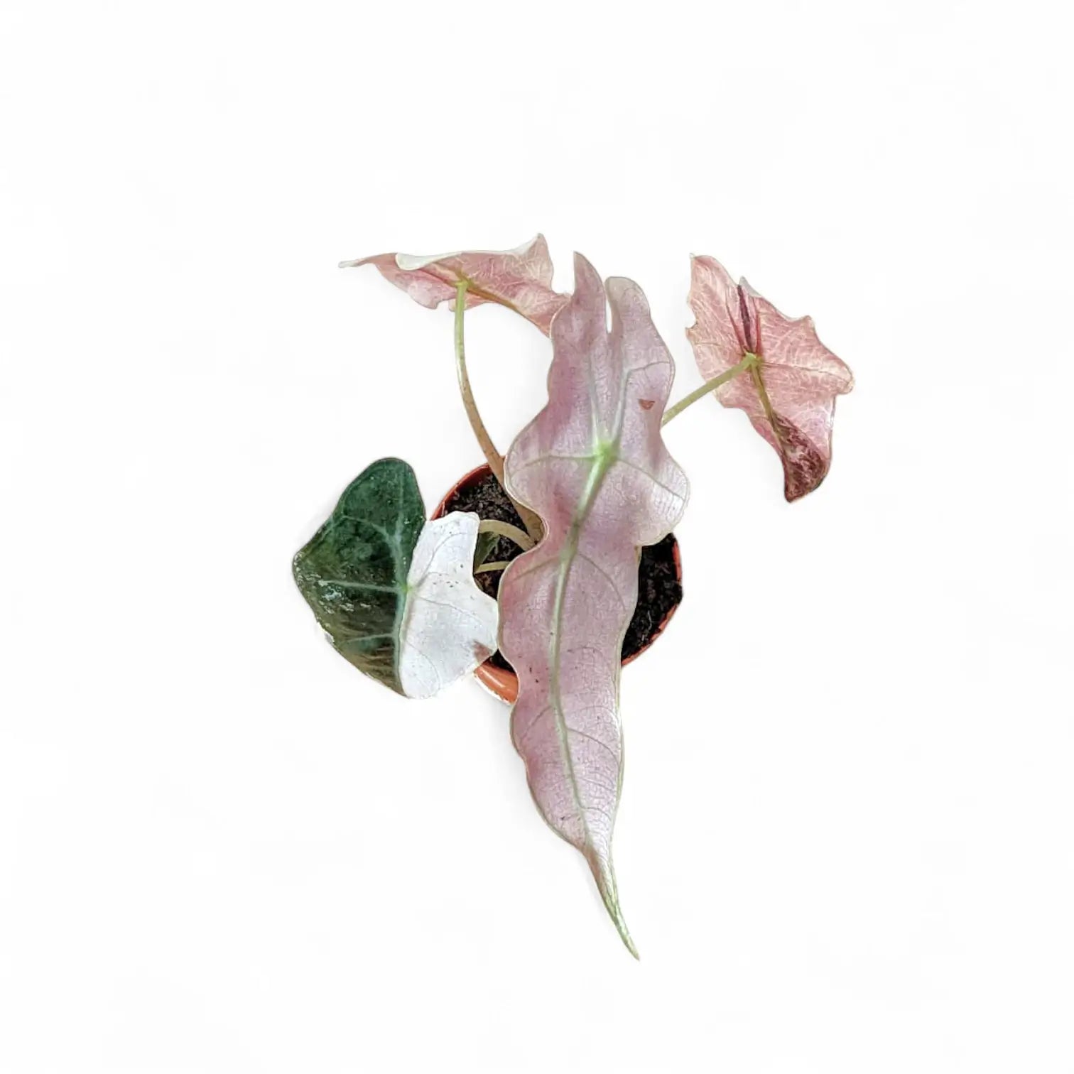 Alocasia 'Polly' Albo/ Pink Variegata – Zimmerpflanze im Kulturtopf auf weißem Hintergrund, Produktfoto 7.