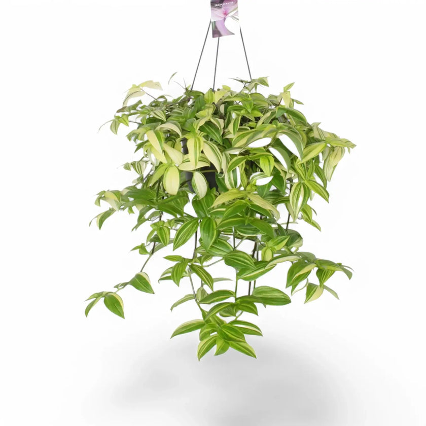 Tradescantia fluminensis 'Yellow Hill' â Zimmerpflanze im Kulturtopf auf weiĂem Hintergrund, Produktfoto 2.