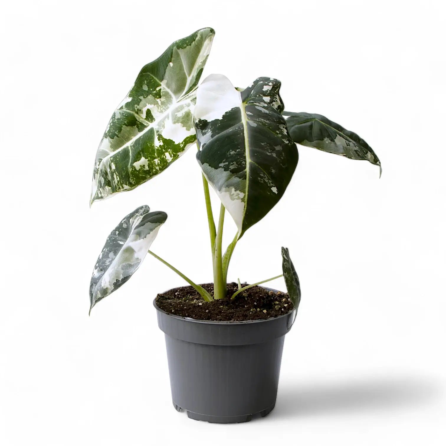 Alocasia ‘Frydek’ variegata potted houseplant in nursery pot on white background, product photo 3.