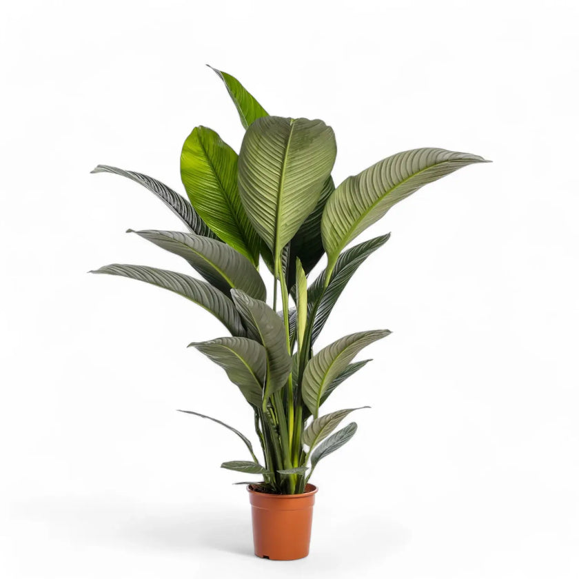 Spathiphyllum wallisii 'Sensation' potted houseplant in nursery pot on white background, product photo 2.