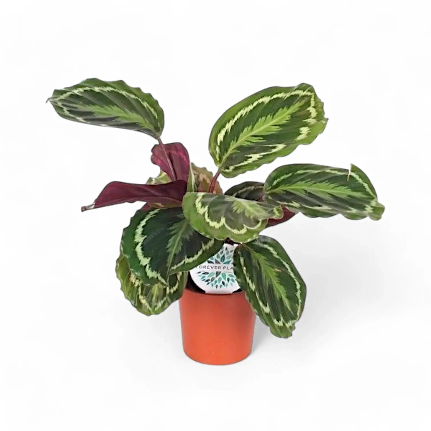 Goeppertia (Calathea) veitchiana 'Medaillon' – Zimmerpflanze im Kulturtopf auf weißem Hintergrund, Produktfoto 5.