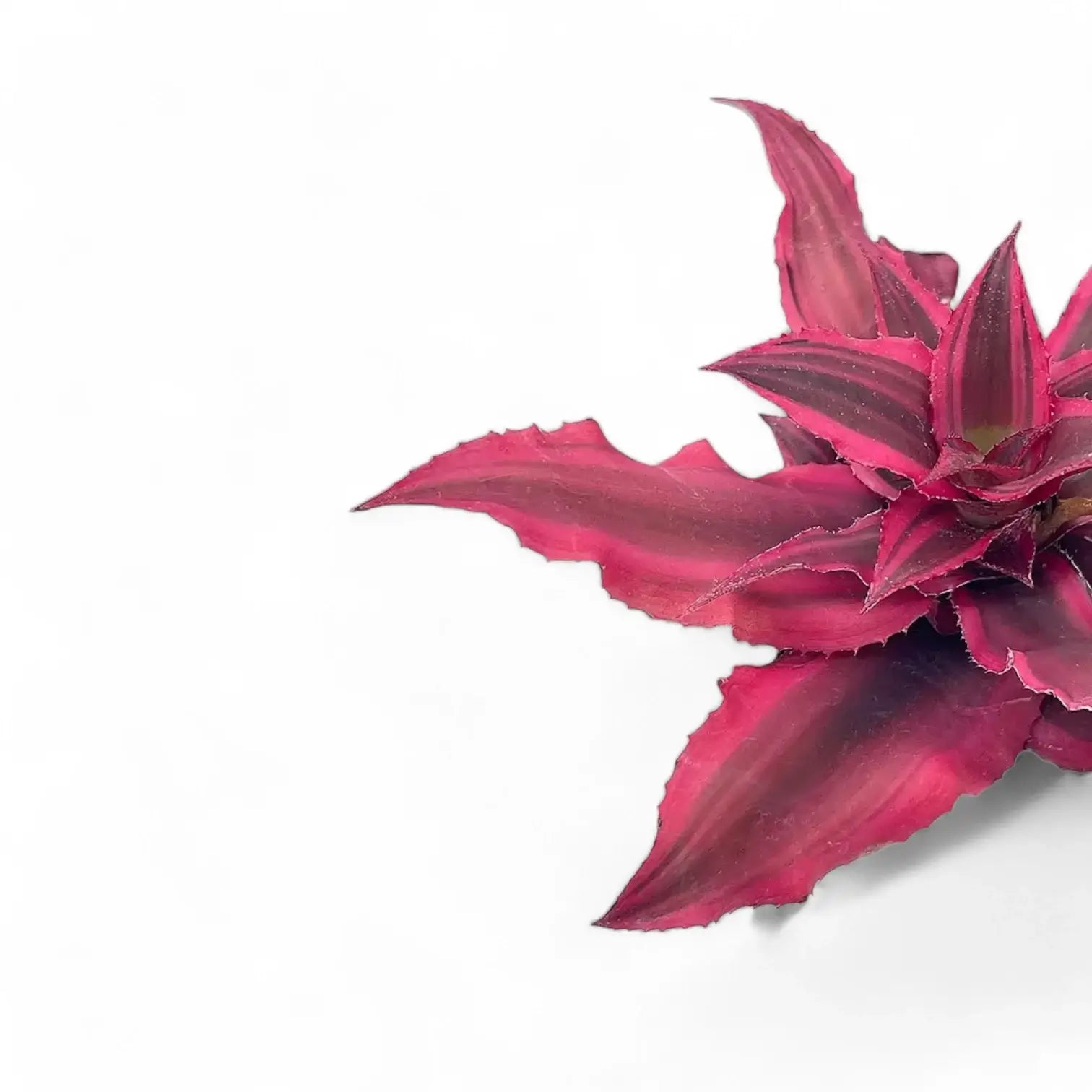 Nahaufnahme eines Blatts von Cryptanthus bivittatus 'Super Pink' vor weiĂźem Hintergrund.