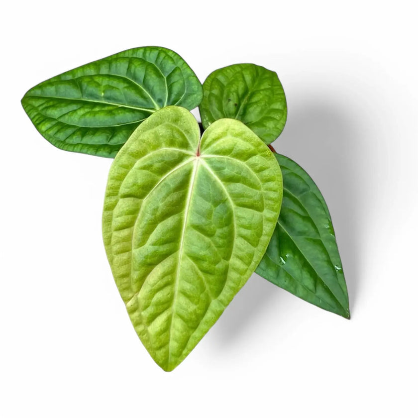 Anthurium villenaorum x luxurians â Zimmerpflanze im Kulturtopf auf weiĂem Hintergrund, Produktfoto 2.