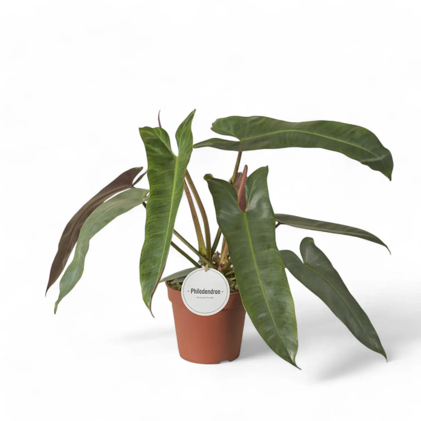 Philodendron atabapoense – Topfpflanze im Kulturtopf vor weißem Hintergrund, Produktfoto 7.