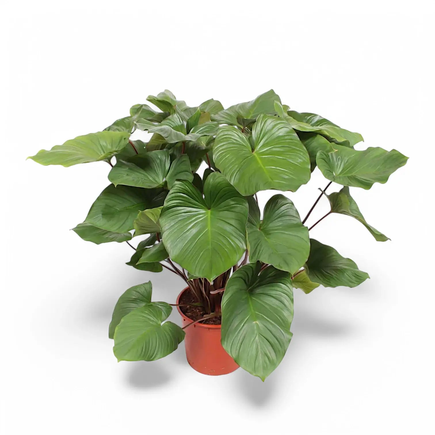 Homalomena rubescens âMaggyâ potted houseplant in nursery pot on white background, product photo 3.