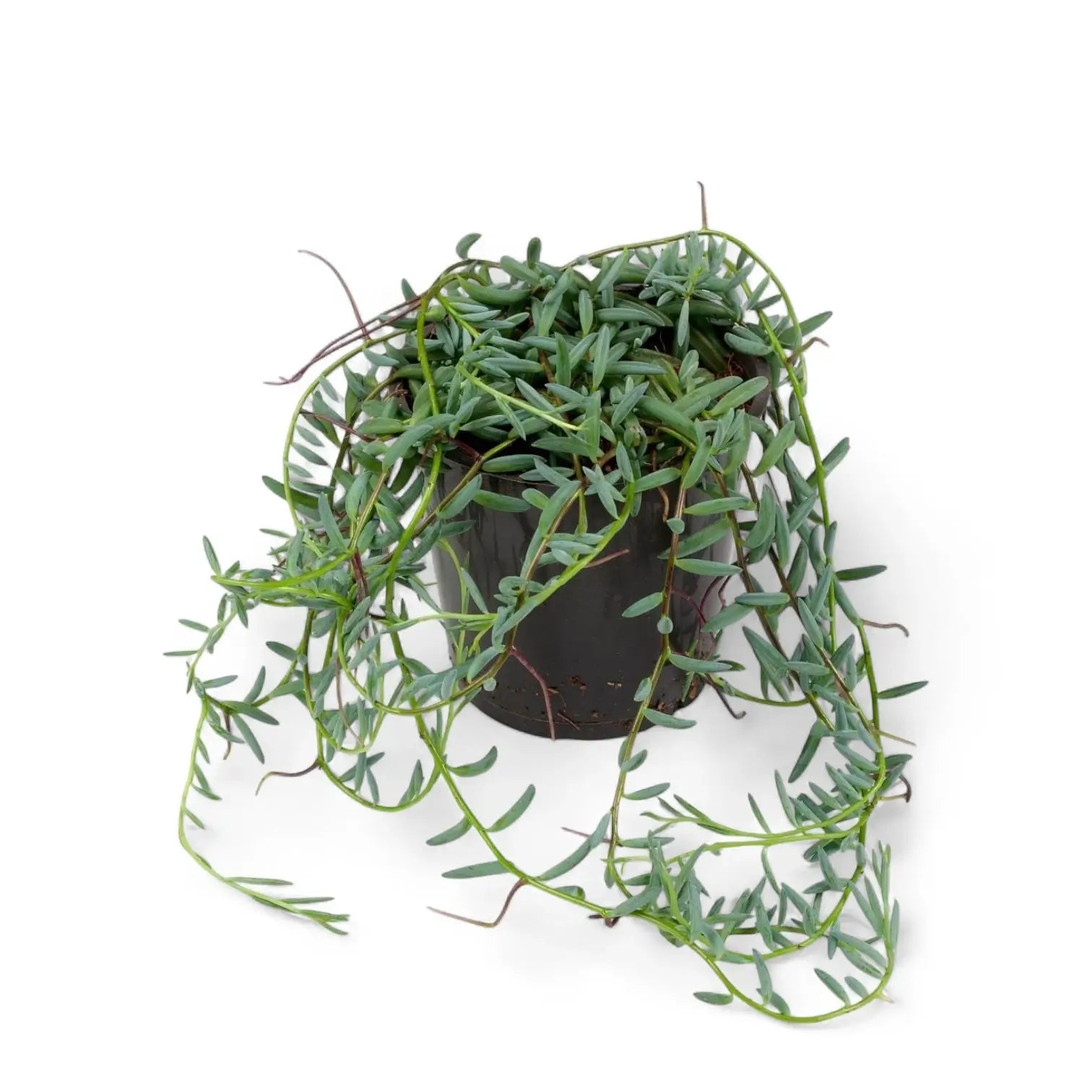 Curio hallianus potted houseplant in nursery pot on white background, product photo 3.