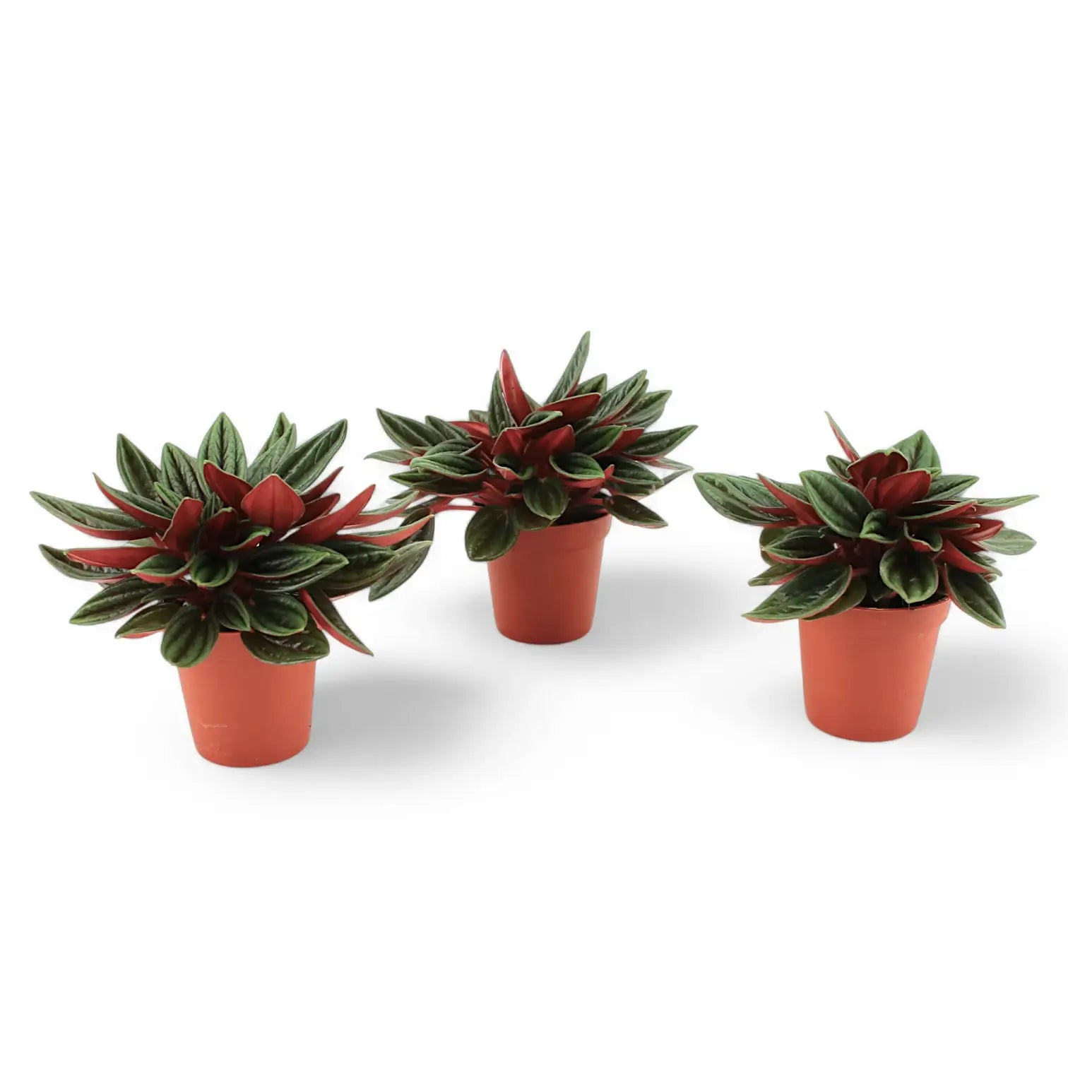 Peperomia 'Eden Rosso' – Zimmerpflanze im Kulturtopf auf weißem Hintergrund, Produktfoto 3.
