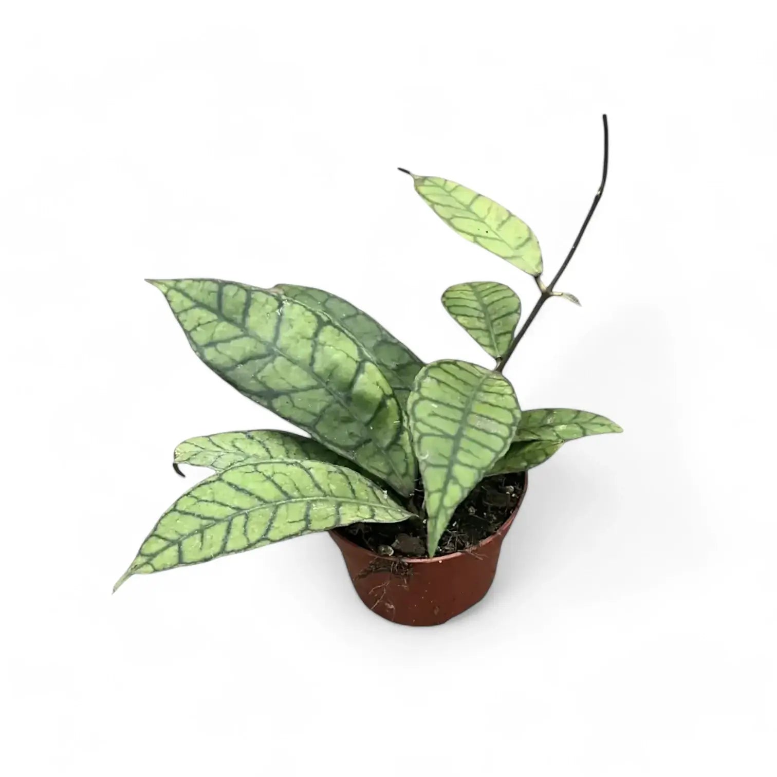 Hoya callistophylla potted houseplant in nursery pot on white background, product photo 7.