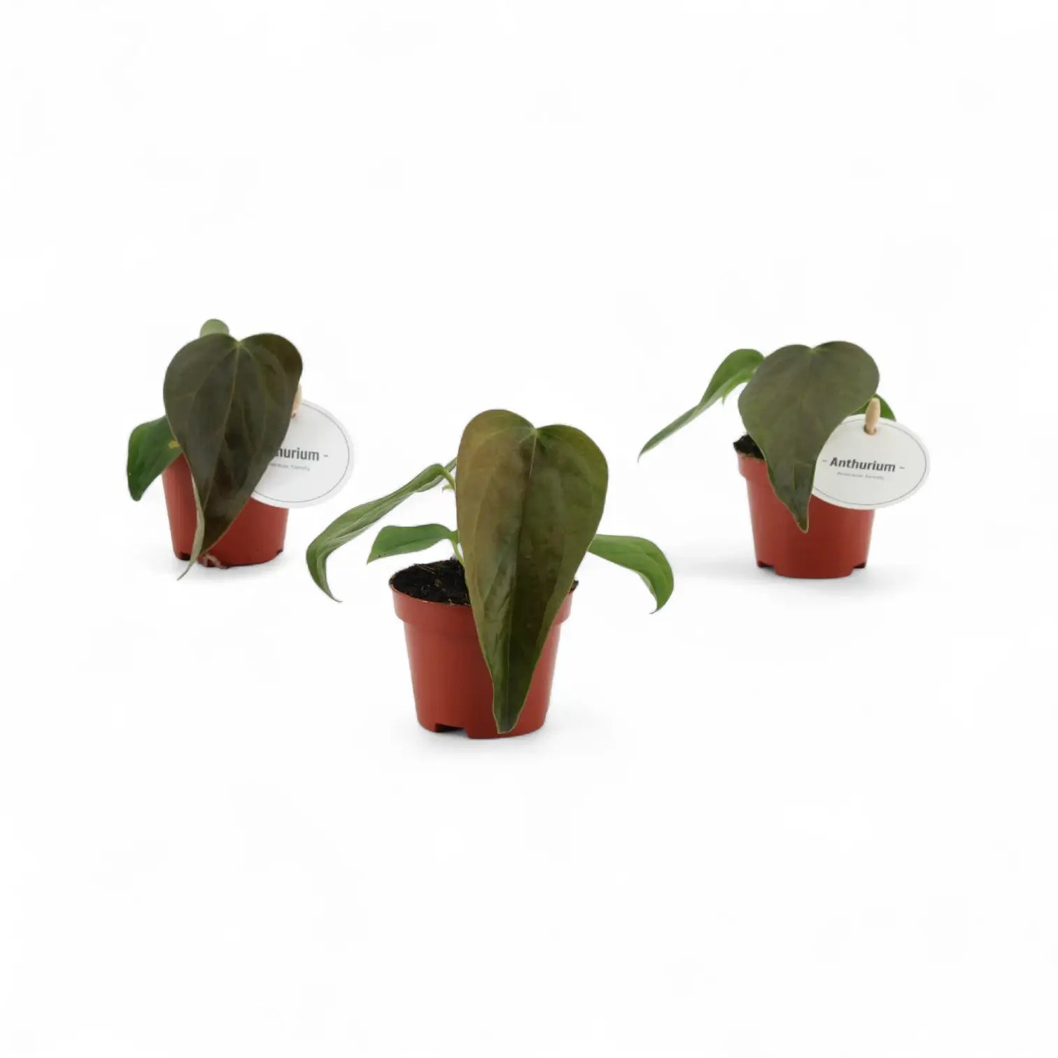 Anthurium 'Queen of hearts' potted houseplant in nursery pot on white background, product photo 4.