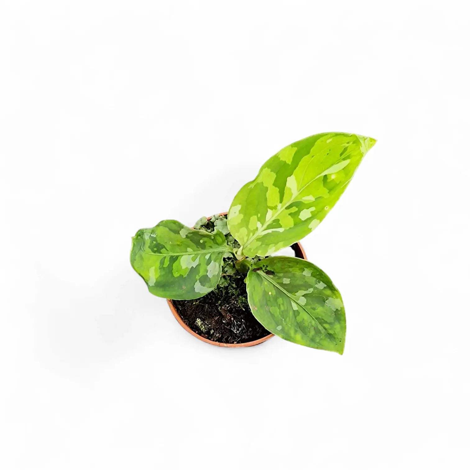 Aglaonema pictum tricolor potted houseplant in nursery pot on white background, product photo 8.