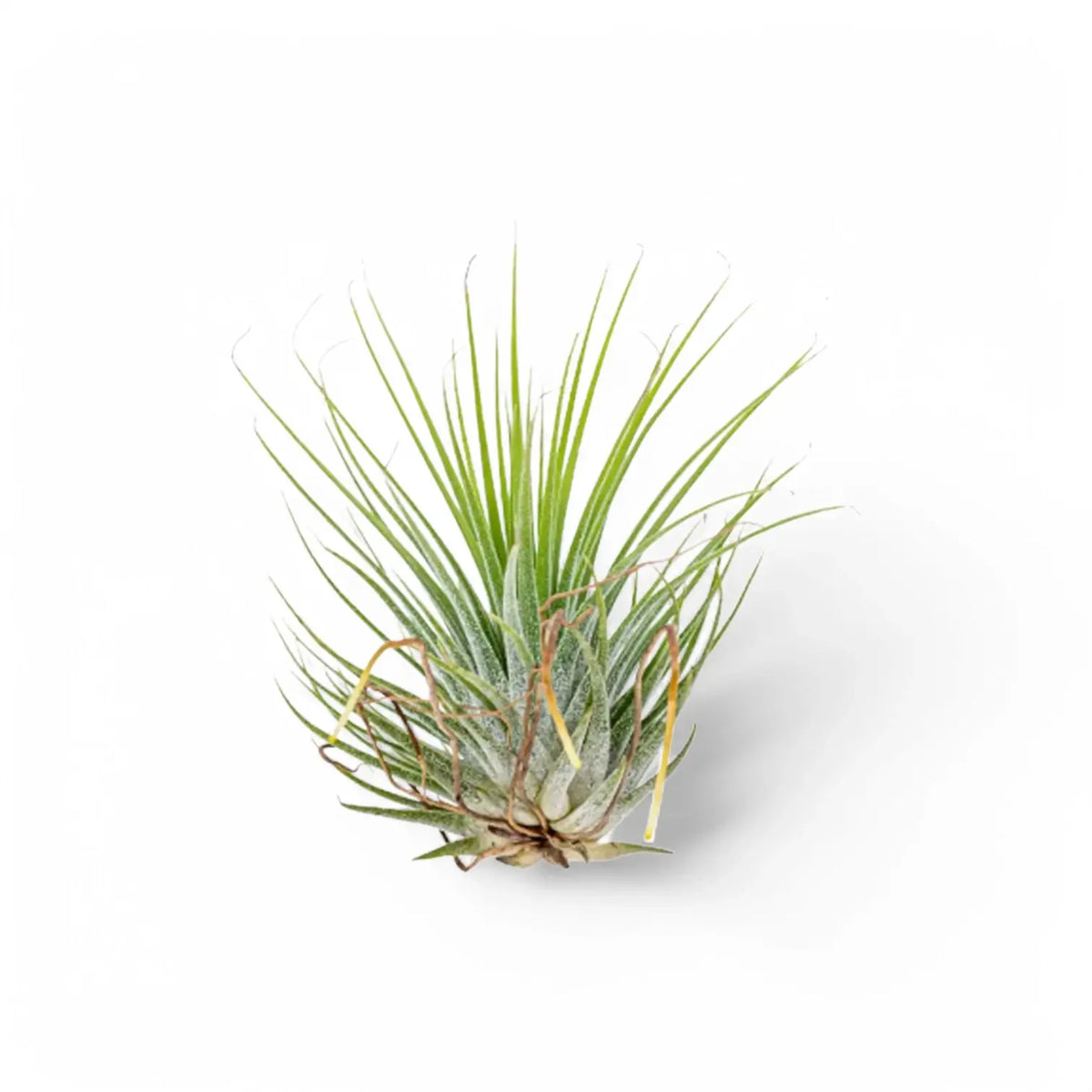 Tillandsia Air Plants