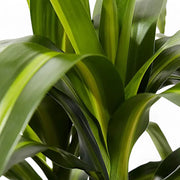 Dracaena fragrans ‘Hawaiian Sunshine’ leaf close-up on white background.