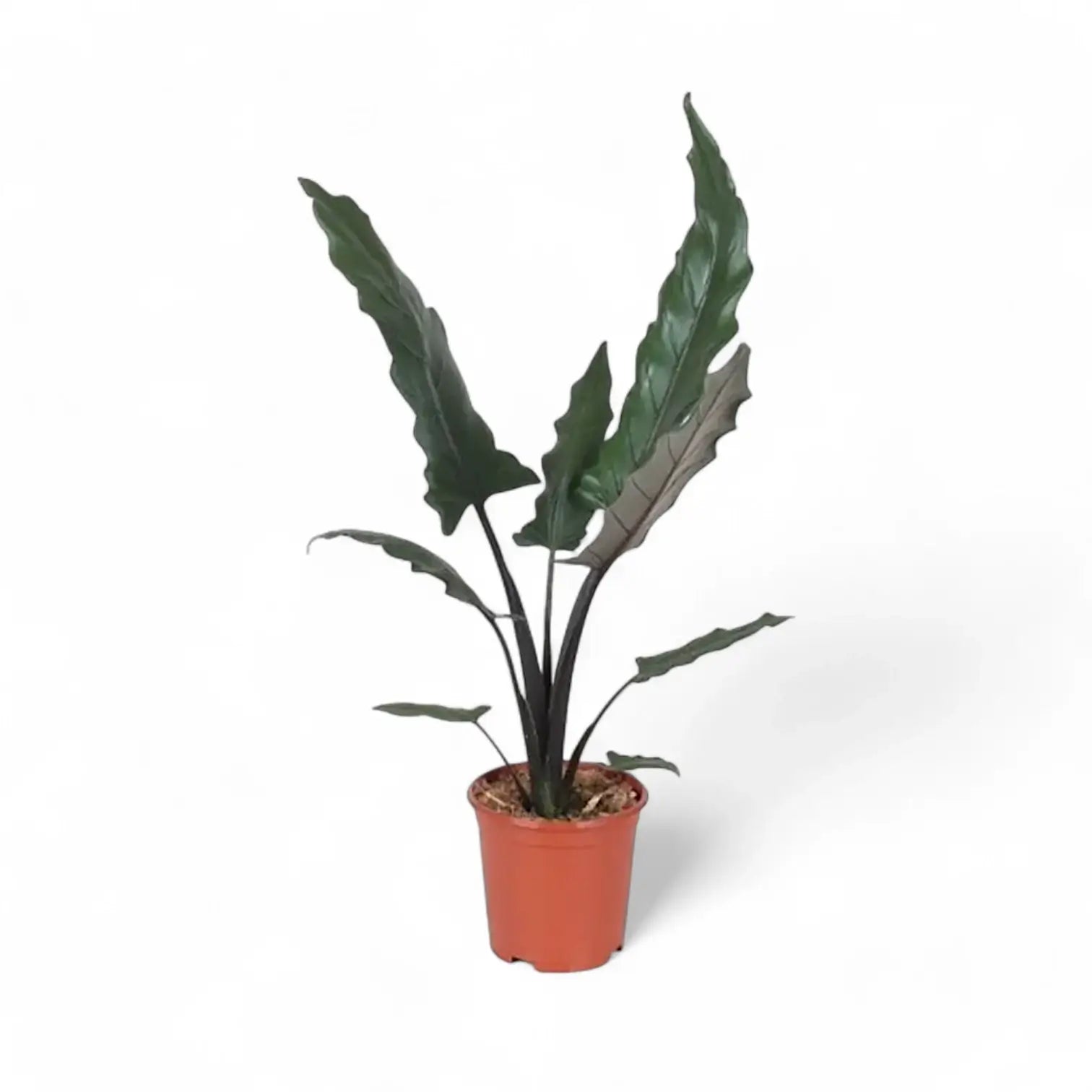 Alocasia lauterbachiana potted houseplant in nursery pot on white background, product photo 2.