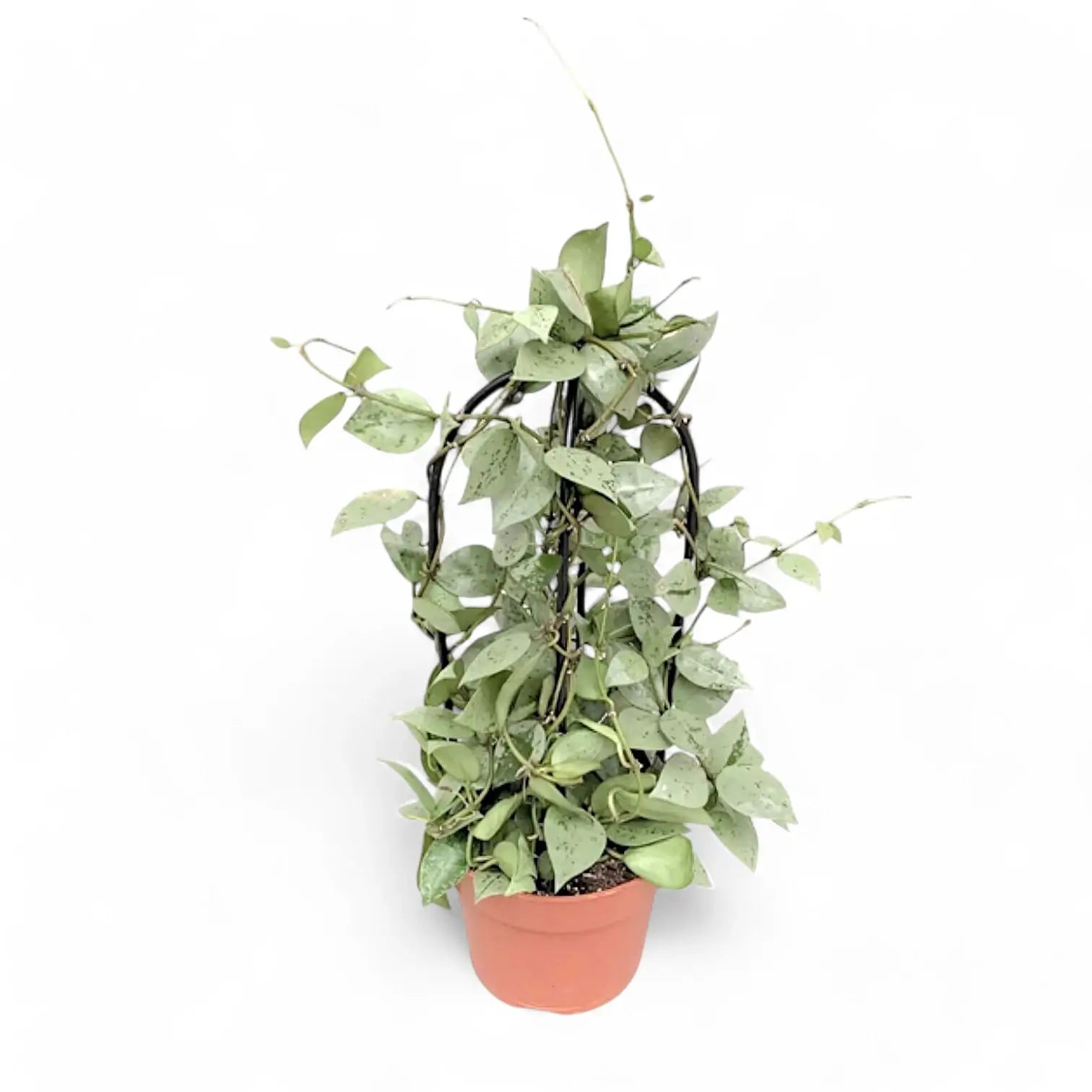 Hoya krohniana 'Super Silver' potted houseplant in nursery pot on white background, product photo 10.