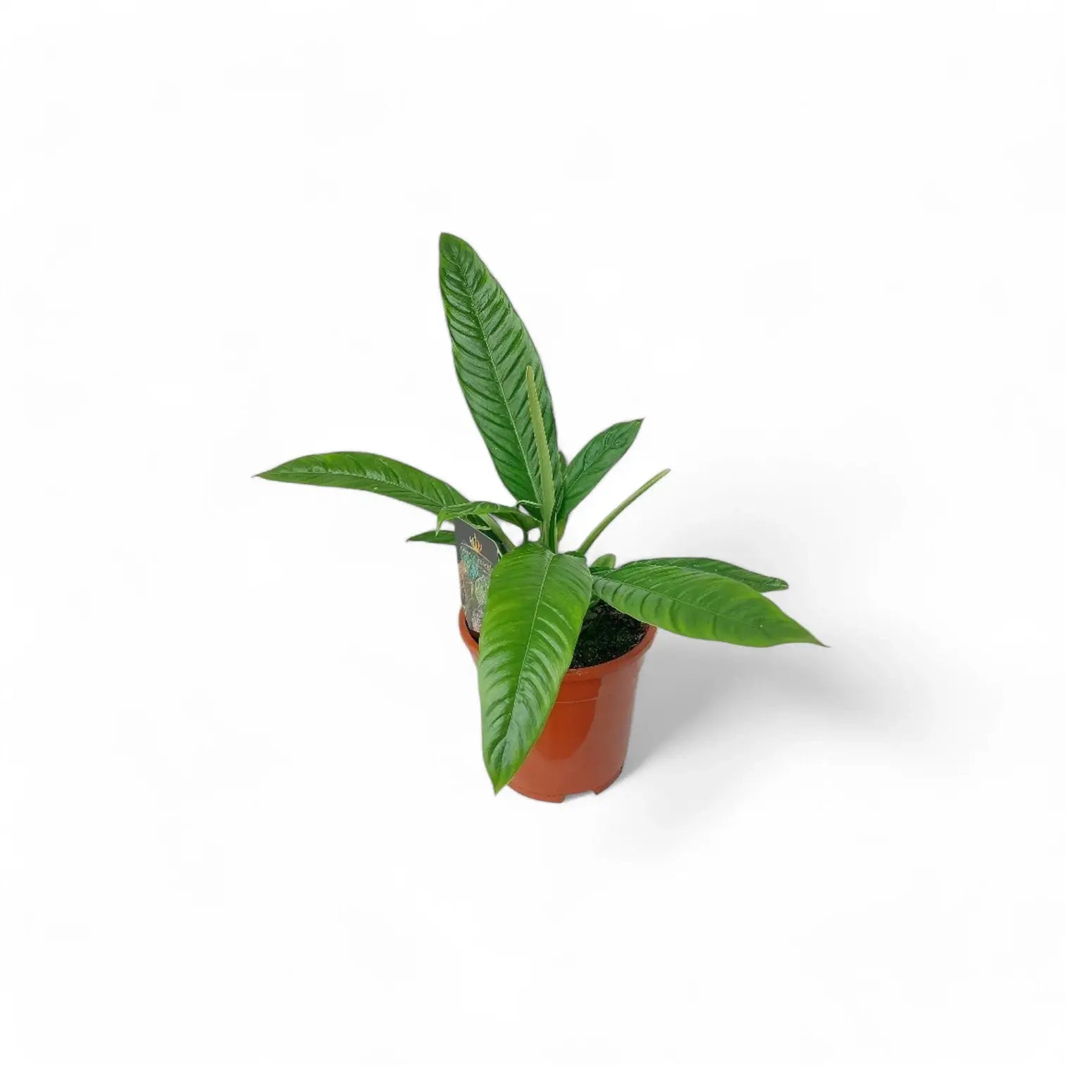Philodendron campii 'Lynette' potted houseplant in nursery pot on white background, product photo 2.