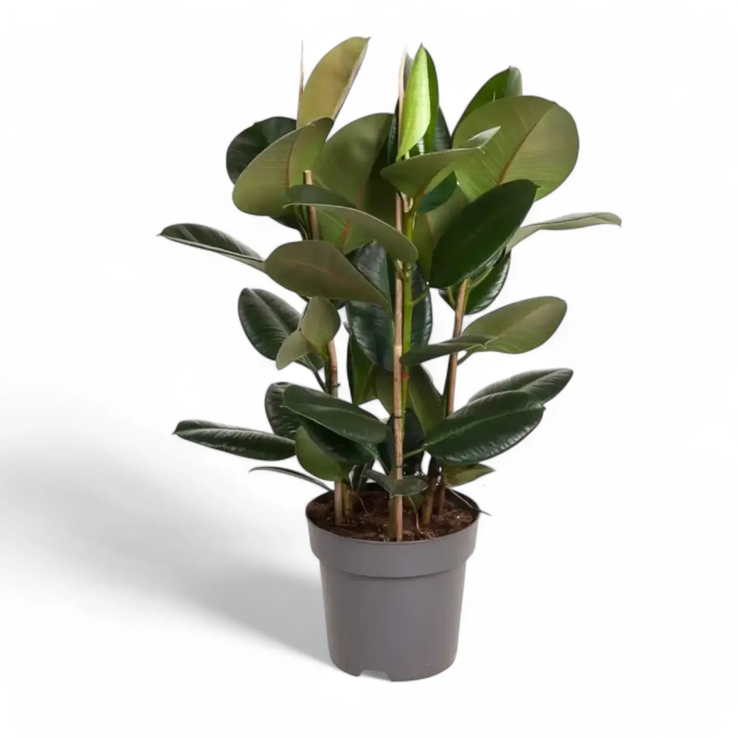 Ficus elastica 'Robusta' – Topfpflanze im Kulturtopf vor weißem Hintergrund, Produktfoto 11.