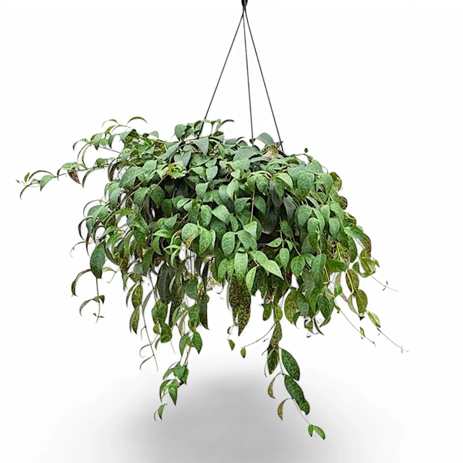 Aeschynanthus longicaulis (marmoratus) – Zimmerpflanze im Kulturtopf auf weißem Hintergrund, Produktfoto 5.