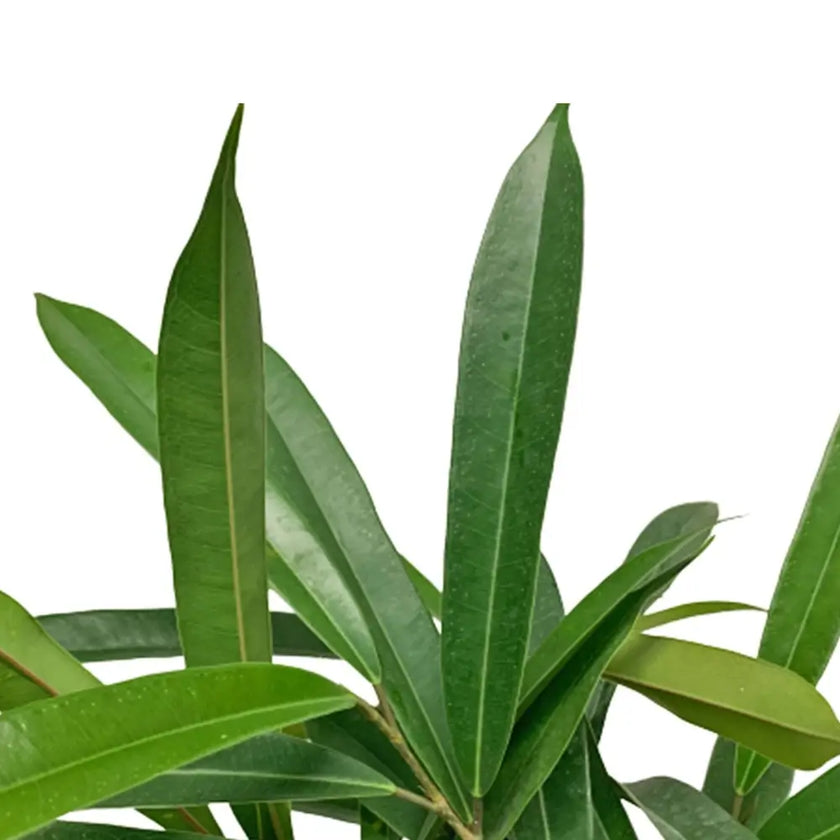 Nahaufnahme eines Blatts von Ficus binnendijkii 'Amstel King' vor weiĂem Hintergrund.