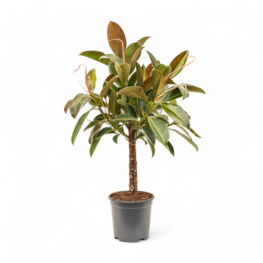 Ficus elastica 'Melany' â Topfpflanze im Kulturtopf vor weiĂem Hintergrund, Produktfoto 2.