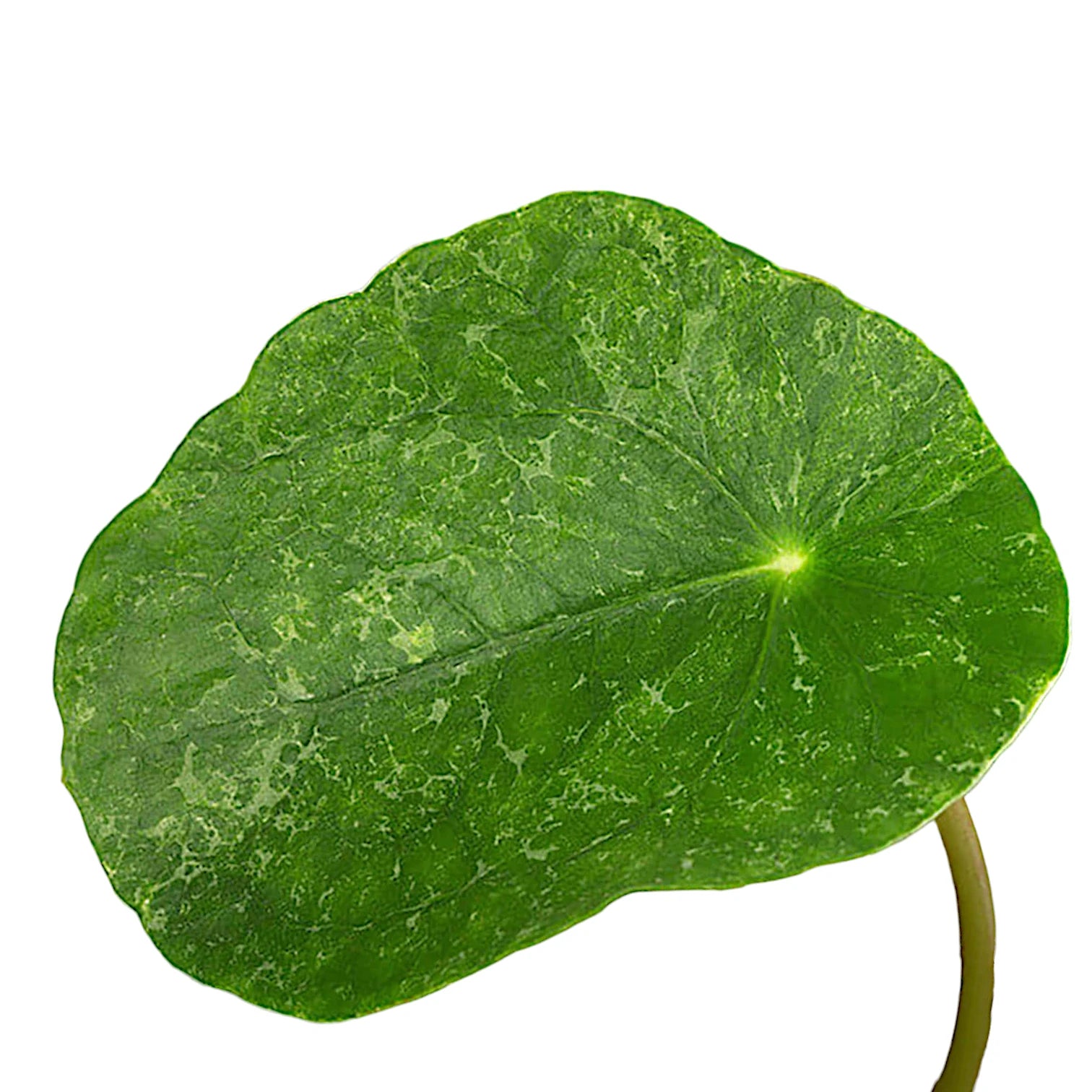 Nahaufnahme eines Blatts von Pilea peperomioides 'Sugar' vor weiĂźem Hintergrund.