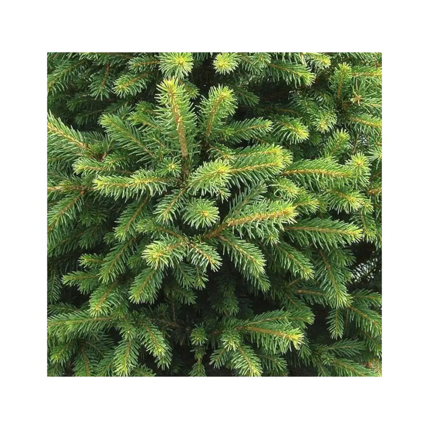 Hauptproduktfoto von Lebender Weihnachtsbaum - Picea abies "Will's Zwerg" vor weißem Hintergrund.