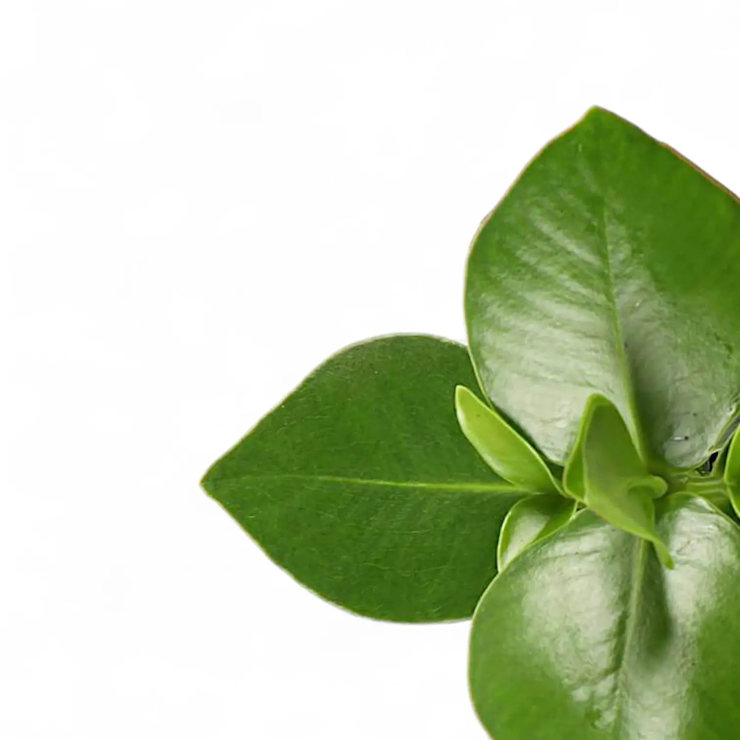 Nahaufnahme eines Blatts von Clusia rosea 'Princess' vor weiĂźem Hintergrund.