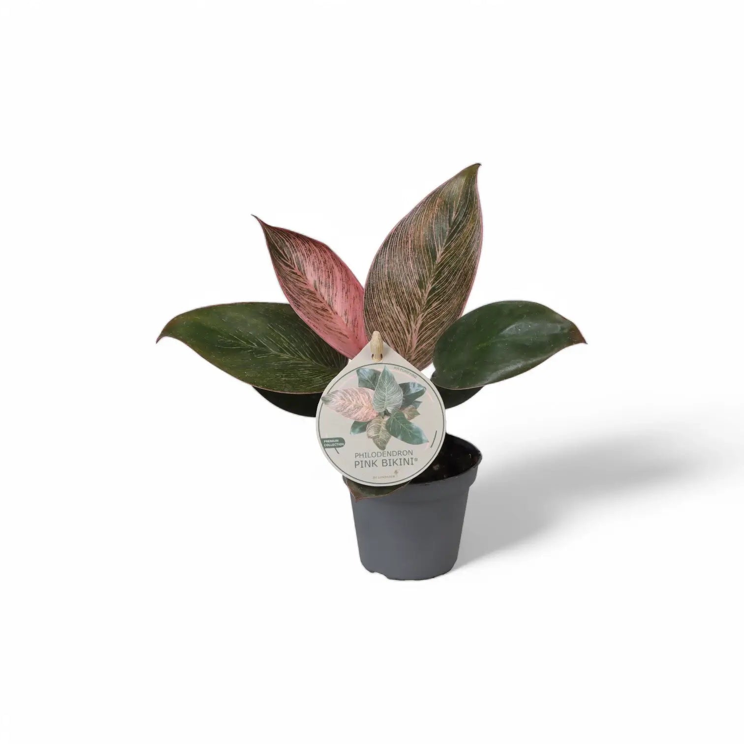 Philodendron 'Birkin Pink' ('Pink Bikini') potted houseplant in nursery pot on white background, product photo 4.