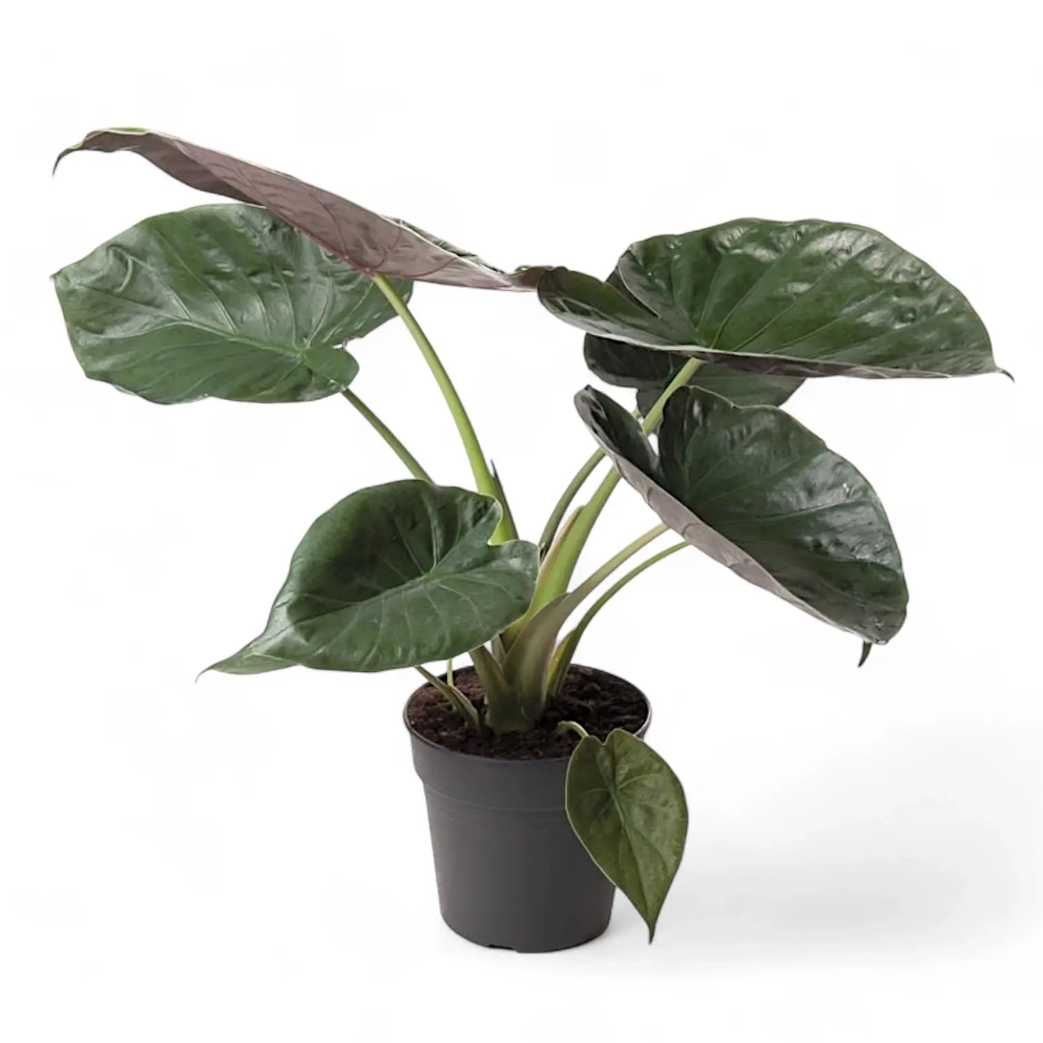 Alocasia wentii – Topfpflanze im Kulturtopf vor weißem Hintergrund, Produktfoto 5.