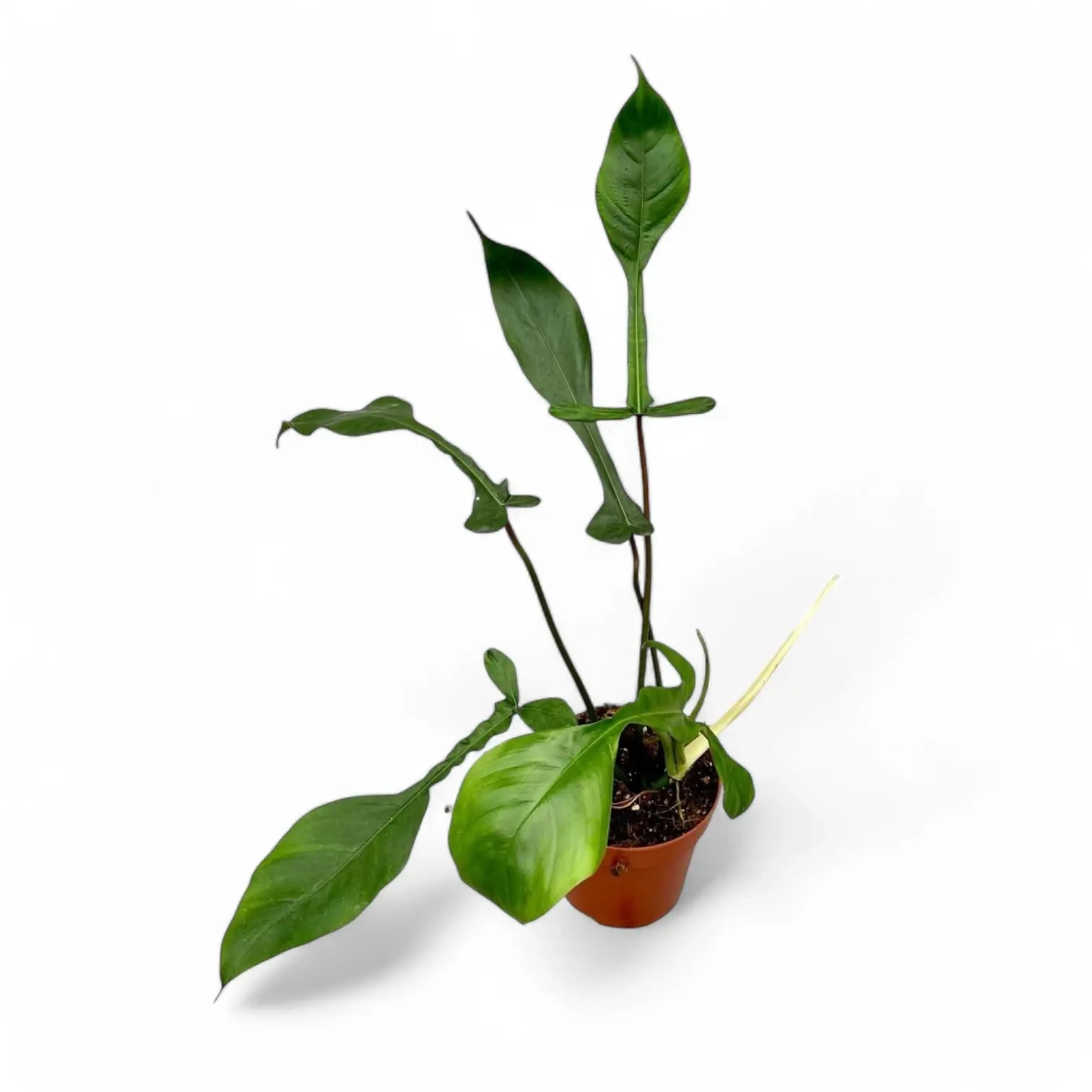 Philodendron x joepii potted houseplant in nursery pot on white background, product photo 11.