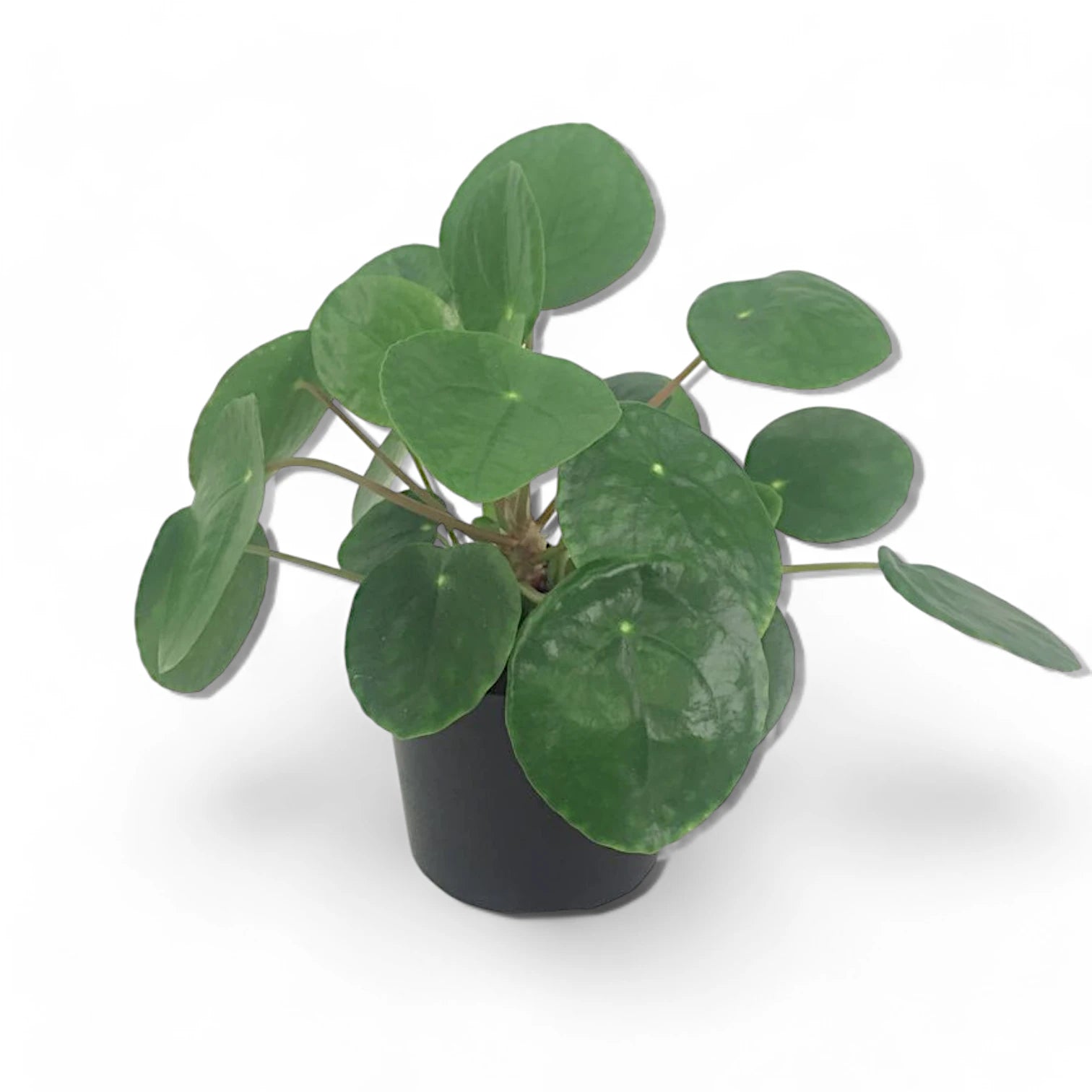 Pilea peperomioides – Topfpflanze im Kulturtopf vor weißem Hintergrund, Produktfoto 2.