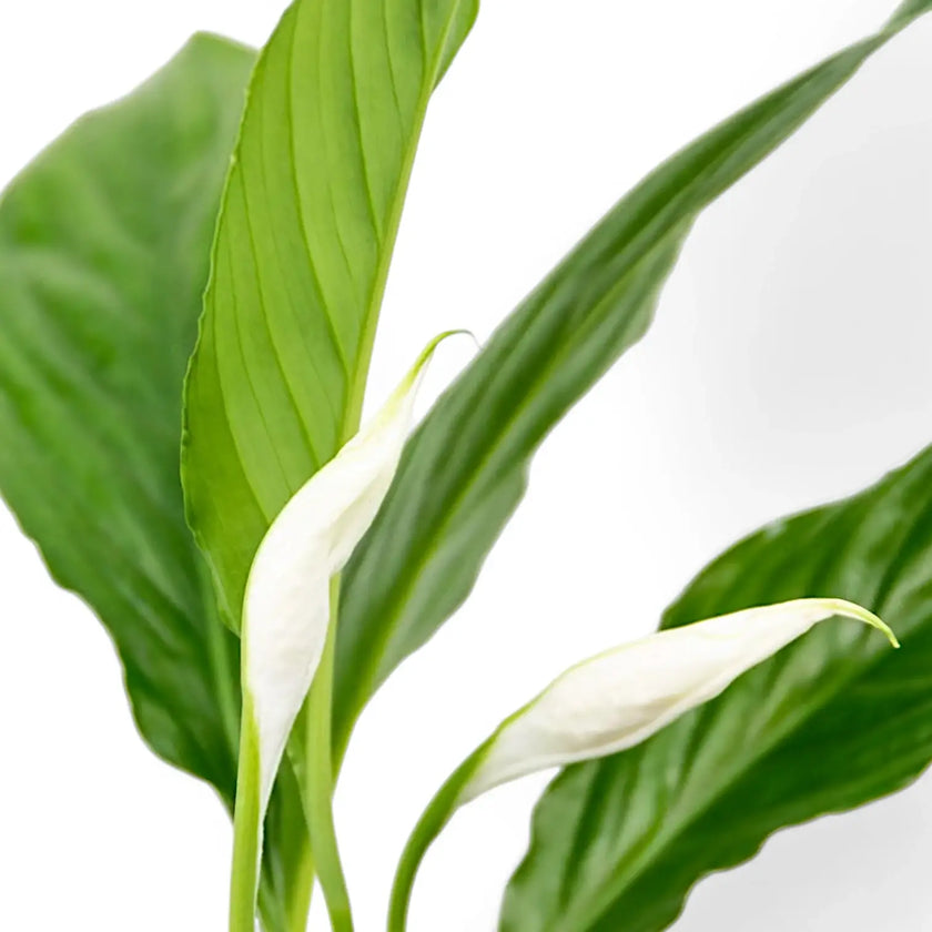 Spathiphyllum 'Torelli' leaf close-up on white background.