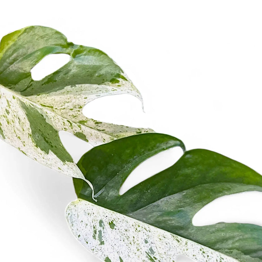 Epipremnum pinnatum variegata 'Marble' leaf close-up on white background.