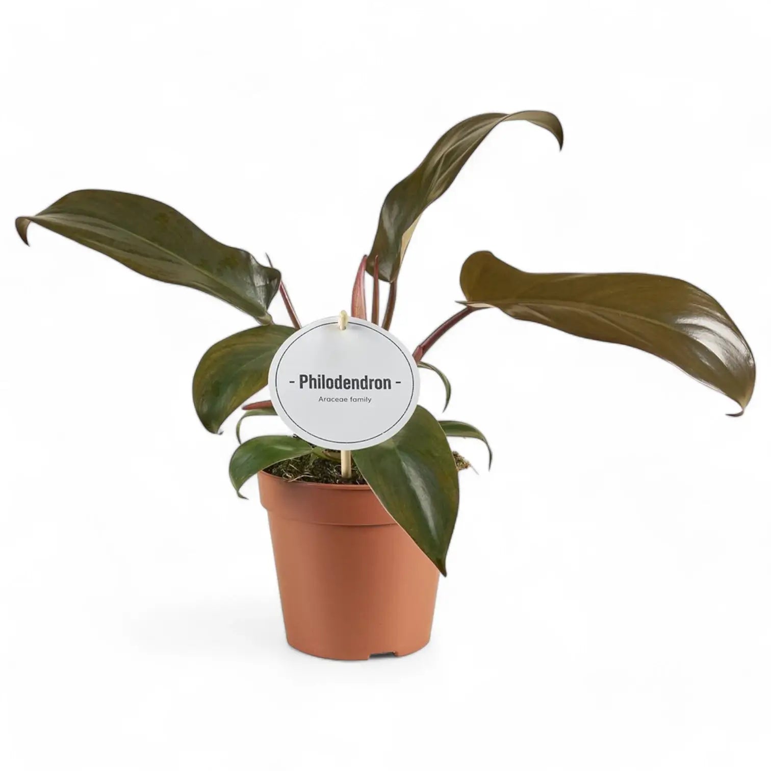 Philodendron 'Florida bronze' – Zimmerpflanze im Kulturtopf auf weißem Hintergrund, Produktfoto 2.