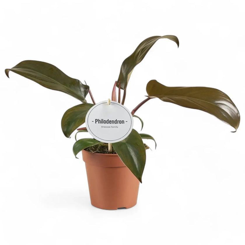 Philodendron 'Florida bronze' potted houseplant in nursery pot on white background, product photo 2.