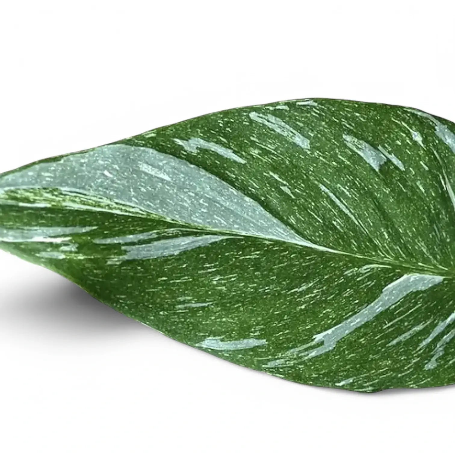 Spathiphyllum 'Diamond' leaf close-up on white background.
