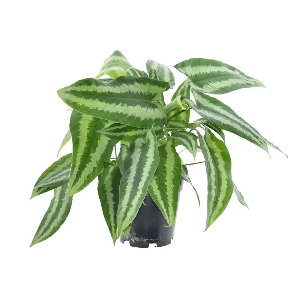 Schismatoglottis wallichii – Zimmerpflanze im Kulturtopf auf weißem Hintergrund, Produktfoto 4.