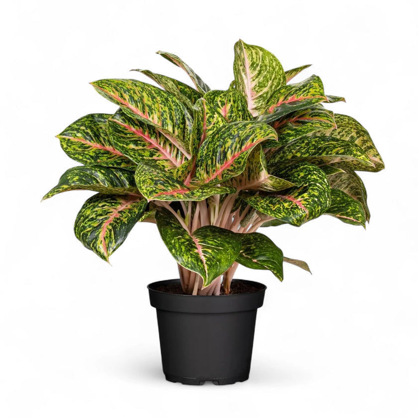 Aglaonema 'Spring Red' potted houseplant in nursery pot on white background, product photo 2.