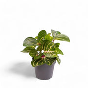 Iresine diffusa f. herbstii 'Rich Goldstar' potted houseplant in nursery pot on white background, product photo 3.