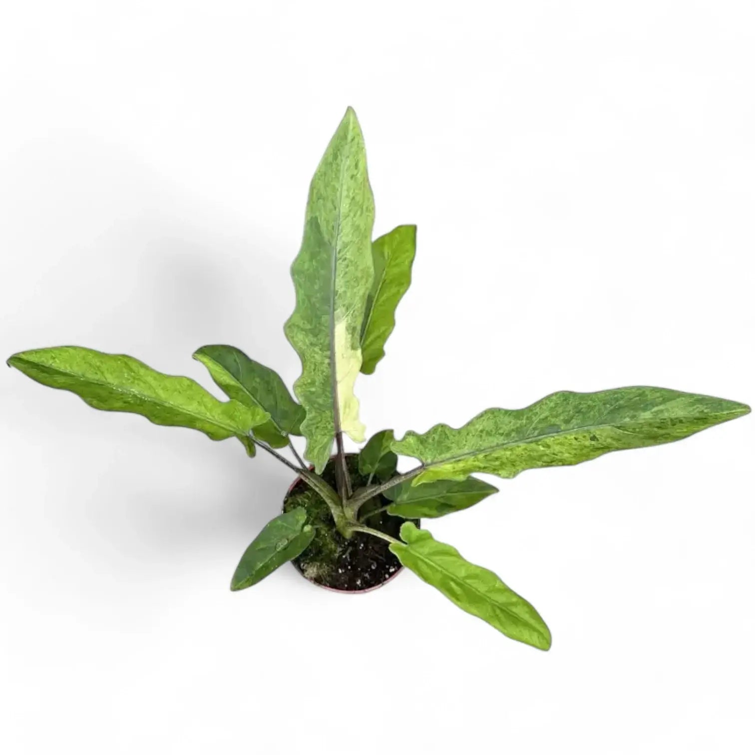 Alocasia lauterbachiana variegata potted houseplant in nursery pot on white background, product photo 4.
